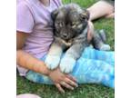 Siberian Husky Puppy for sale in Virginia Beach, VA, USA