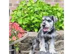 Schnauzer (Miniature) Puppy for sale in New Haven, IN, USA