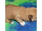 Mutt Puppy for sale in Lyons, NE, USA