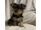 Yorkshire Terrier Puppy for sale in Hopkinsville, KY, USA