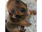 Dachshund Puppy for sale in East Greenwich, RI, USA