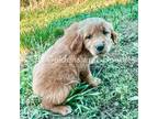 Golden Retriever Puppy for sale in Westville, OK, USA