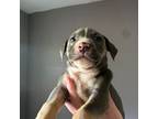 American Pit Bull Terrier Puppy for sale in Ashford, CT, USA