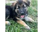 German Shepherd Dog Puppy for sale in Springfield, IL, USA