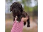 Labradoodle Puppy for sale in Raeford, NC, USA