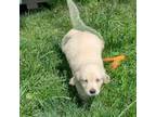 Golden Retriever Puppy for sale in Latrobe, PA, USA