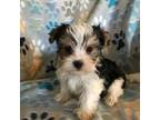 Mutt Puppy for sale in Louisburg, NC, USA