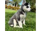 Siberian Husky Puppy for sale in Yadkinville, NC, USA