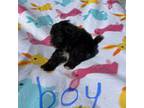 Shih-Poo Puppy for sale in Bradenton, FL, USA