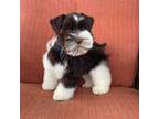 Schnauzer (Miniature) Puppy for sale in Strunk, KY, USA