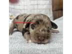 Schnauzer (Miniature) Puppy for sale in Mount Carmel, TN, USA