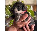 Schnauzer (Miniature) Puppy for sale in Lubbock, TX, USA