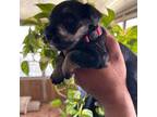 Schnauzer (Miniature) Puppy for sale in Lubbock, TX, USA