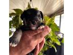 Schnauzer (Miniature) Puppy for sale in Lubbock, TX, USA