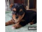 Yorkshire Terrier Puppy for sale in Headland, AL, USA