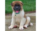 Akita Puppy for sale in Massillon, OH, USA