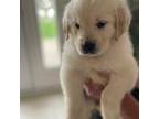 Golden Retriever Puppy for sale in Addison, IL, USA