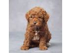 Poodle (Toy) Puppy for sale in Apple Creek, OH, USA