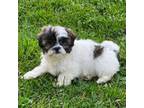 Shih Tzu Puppy for sale in Perry, MI, USA