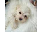 Maltese Puppy for sale in Hampstead, NC, USA