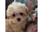 Maltipoo Puppy for sale in Hampstead, NC, USA