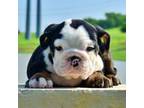 Bulldog Puppy for sale in Dallas, TX, USA