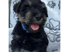 Cavapoo Puppy for sale in Monticello, MS, USA