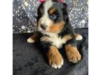 Bernese Mountain Dog Puppy for sale in Lancaster, PA, USA