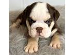 Bulldog Puppy for sale in Orange City, IA, USA