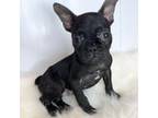 French Bulldog Puppy for sale in Orange City, IA, USA