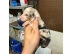Australian Shepherd Puppy for sale in Cave City, KY, USA