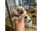 Australian Shepherd Puppy for sale in Cave City, KY, USA
