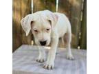 Dogo Argentino Puppy for sale in Bryant, AR, USA