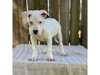 Dogo Argentino Puppy for sale in Bryant, AR, USA