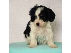 Cavapoo Puppy for sale in Dunnville, KY, USA