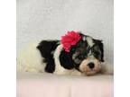 Cavapoo Puppy for sale in Dunnville, KY, USA