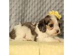 Cavapoo Puppy for sale in Dunnville, KY, USA