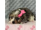 Cavapoo Puppy for sale in Dunnville, KY, USA