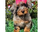 Mutt Puppy for sale in Muldrow, OK, USA