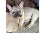 French Bulldog Puppy for sale in Warsaw, IN, USA