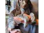 German Shorthaired Pointer Puppy for sale in Elberta, AL, USA