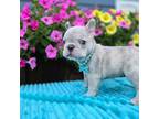 French Bulldog Puppy for sale in Clarksville, AR, USA