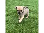 Chihuahua Puppy for sale in Pennsauken, NJ, USA