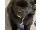 Mutt Puppy for sale in Winder, GA, USA