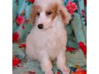 Mutt Puppy for sale in Los Angeles, CA, USA