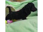 Dachshund Puppy for sale in Linton, IN, USA