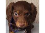 Dachshund Puppy for sale in Linton, IN, USA