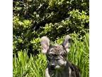 French Bulldog Puppy for sale in Greenwood, SC, USA