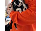 Boston Terrier Puppy for sale in West Haven, CT, USA