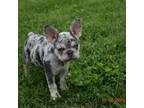 French Bulldog Puppy for sale in Rocky Face, GA, USA
